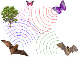 حل دستگاه معادله با الگوریتم خفاش